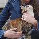 Reiki Can Help Cats