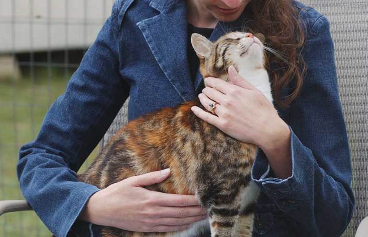 Reiki Can Help Cats